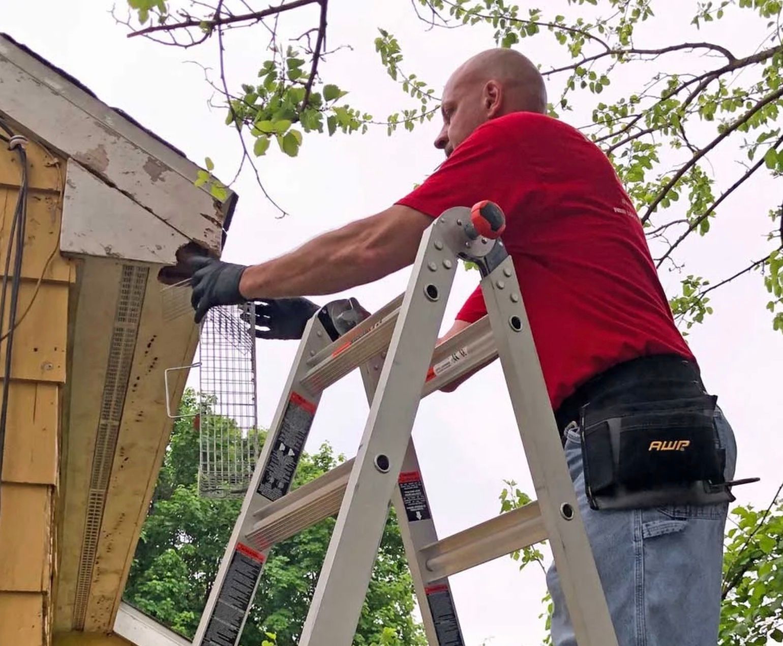 Man on ladder installing metal mesh over eave, wearing red shirt and work belt.