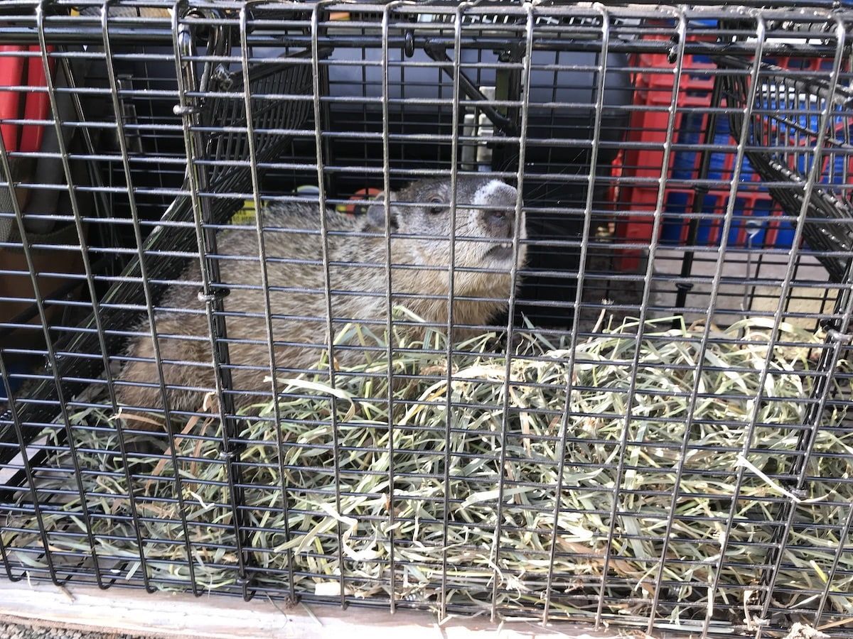 Groundhog trapped in a cage, with straw bedding.
