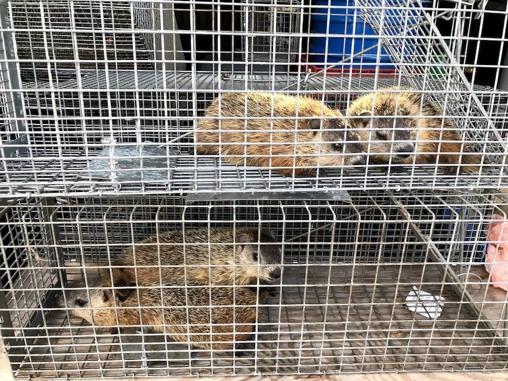 Three groundhogs inside wire animal traps stacked on top of each other.