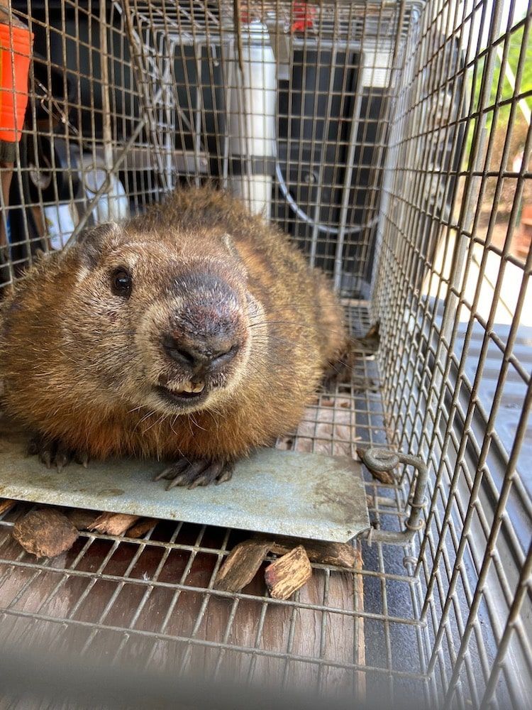 Groundhog in a metal trap, looking at the camera. Brown fur, visible teeth, outdoors.