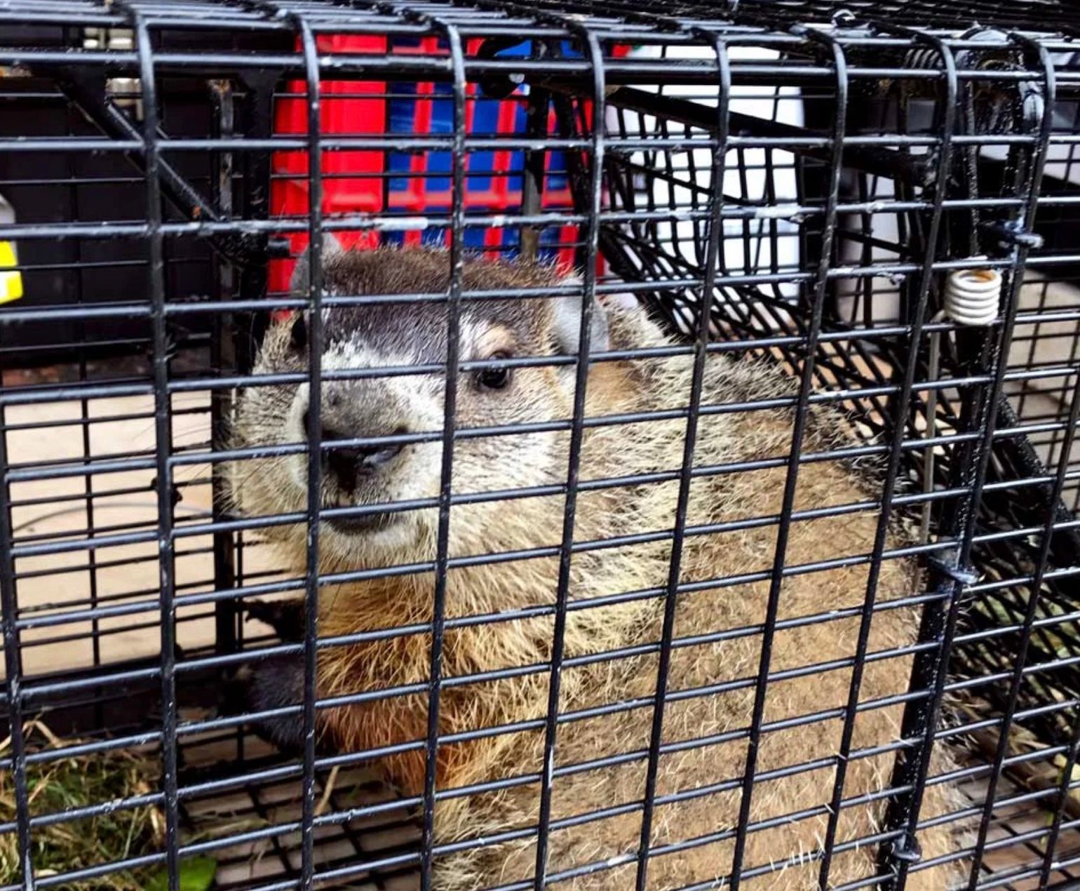 Groundhog trapped in a black cage, looking forward with a slightly worried expression.