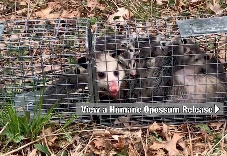 Opossums trapped in a cage outdoors. One looks at the camera with a pink nose.