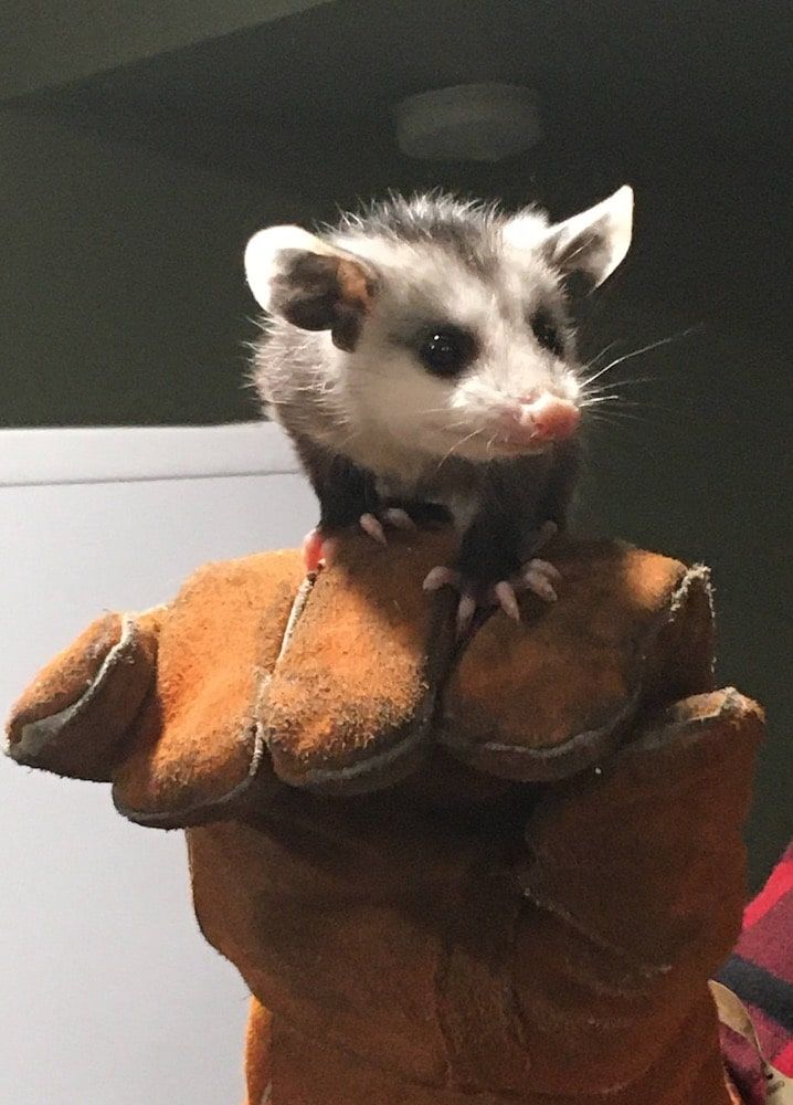 Opossum cub perched on gloved hand, looking curious. Light fur, pink nose, small paws.