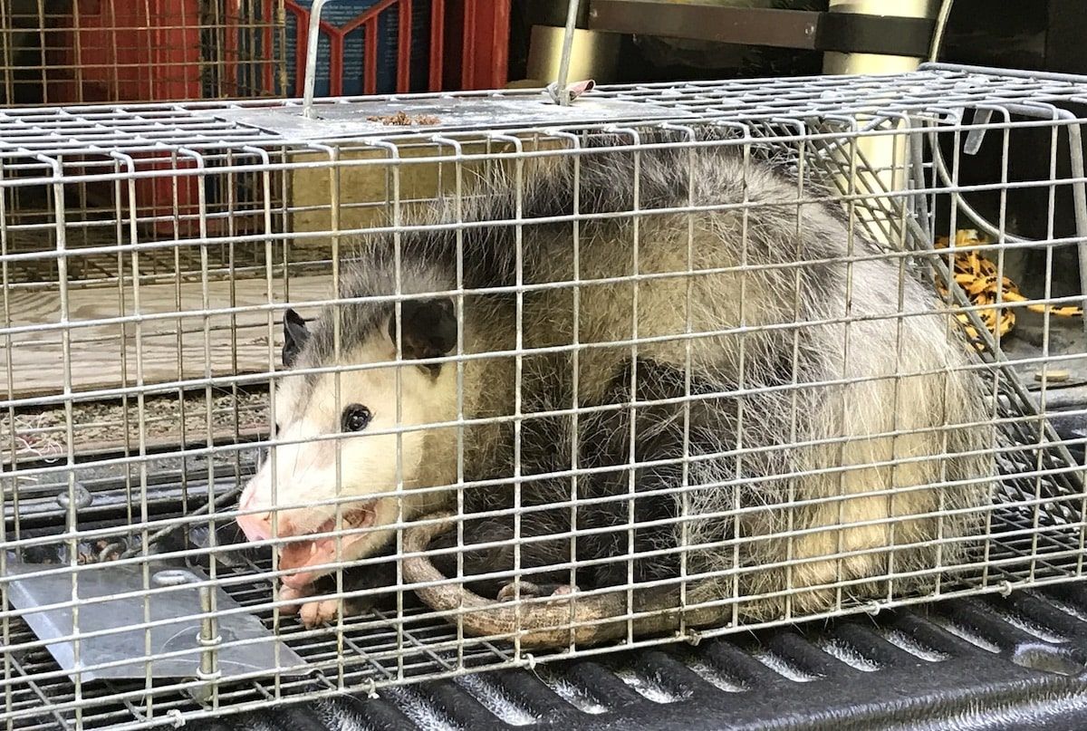 Opossum trapped in a metal cage, looking at the camera. It has light gray fur and pink nose.