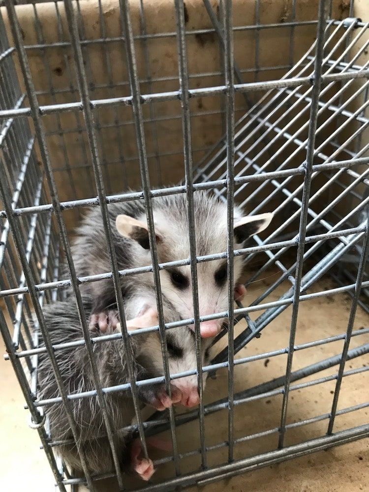 Two opossums trapped in a wire cage. One is on top of the other, both with light gray fur and pink noses.