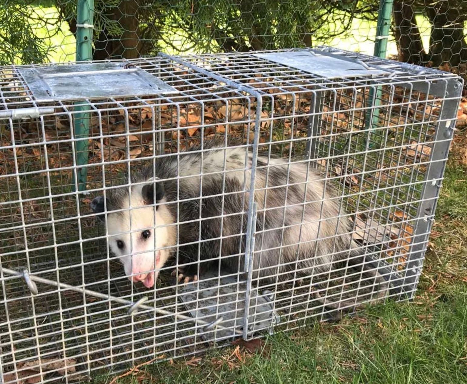 Opossum trapped in a metal cage, snarling in a grassy yard.