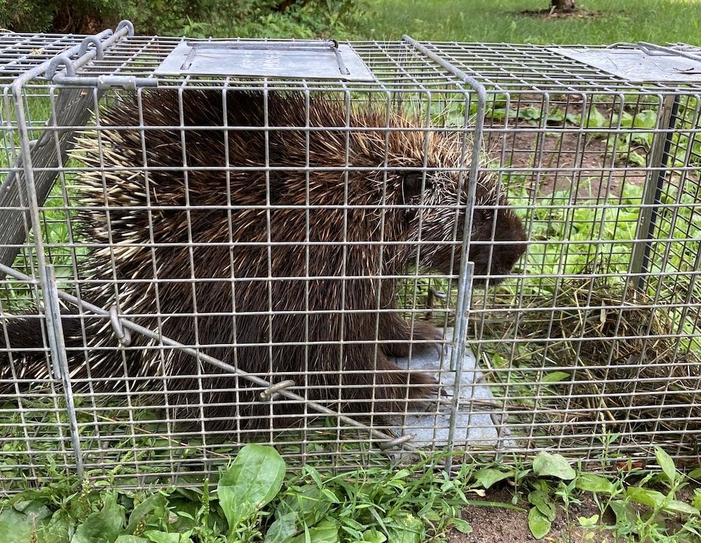 Porcupine trapped in a metal cage outdoors, surrounded by green vegetation.