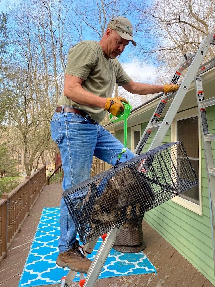 Man on ladder cleaning gutters, holding debris basket; blue jeans, green shirt, sunny outdoor setting.