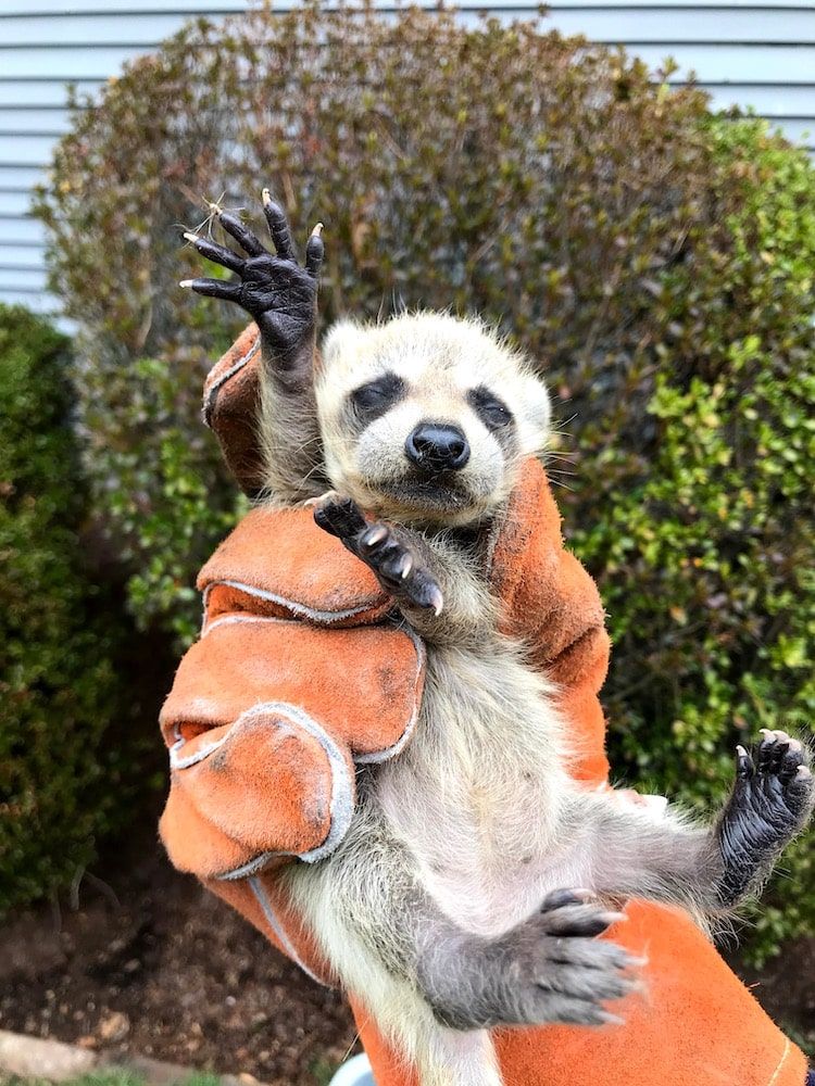 A baby raccoon held in orange gloves, reaching upward with open paws; green bushes in background.