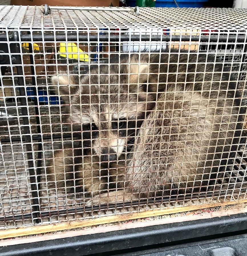 Raccoon trapped in a metal cage, looking distressed. Outdoors, day.