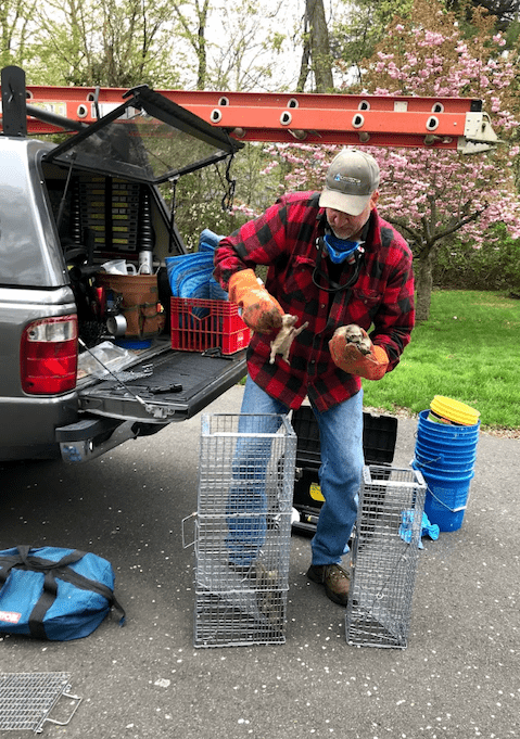 Man in red plaid shirt releases trapped animals from cages near a truck outdoors.