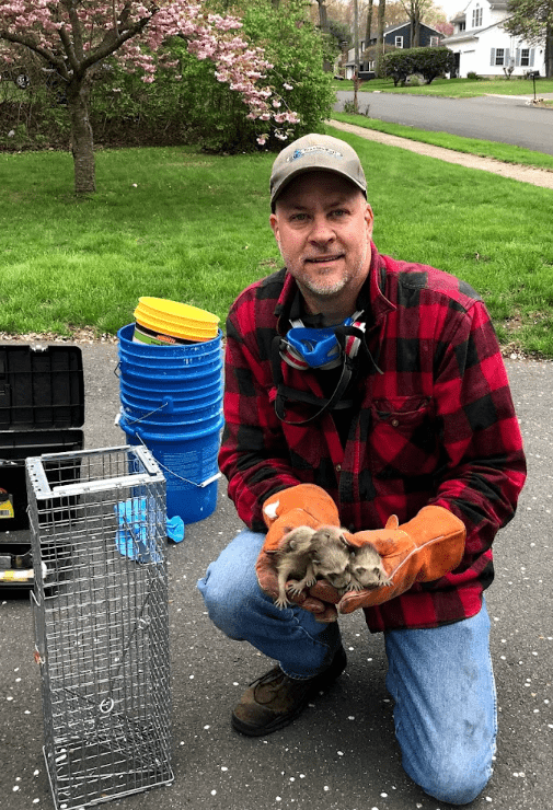 Man in plaid shirt kneels, holding baby opossums. Beside him: trap, bucket, and safety gear. Outdoors.