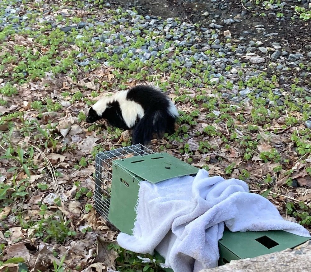 A skunk near a green animal trap with a white towel in a grassy, rocky area.