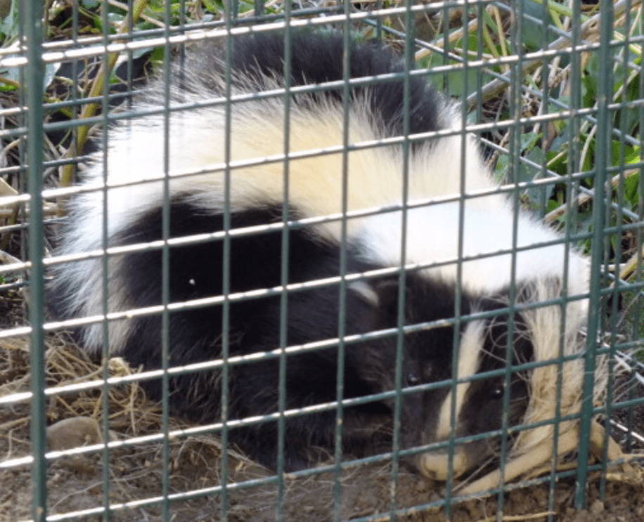Skunk in a wire cage, with black and white fur, looking down.