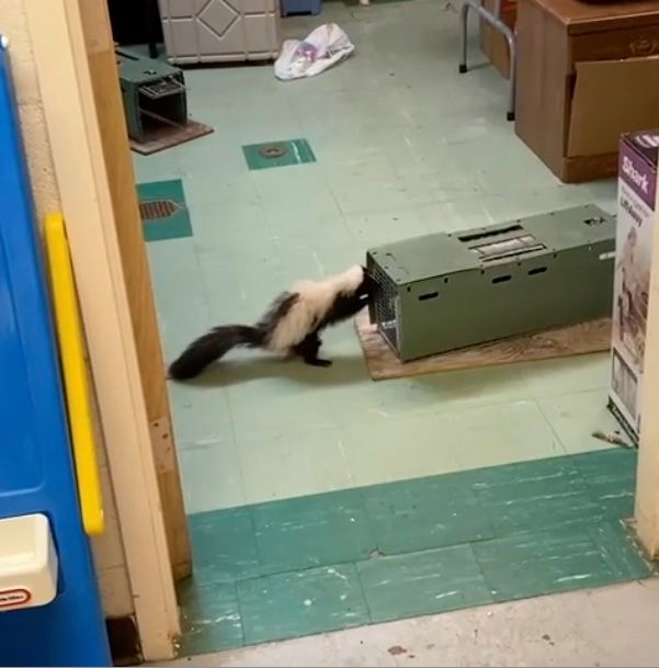 Skunk investigating a live trap indoors, green floor, near a blue vending machine.