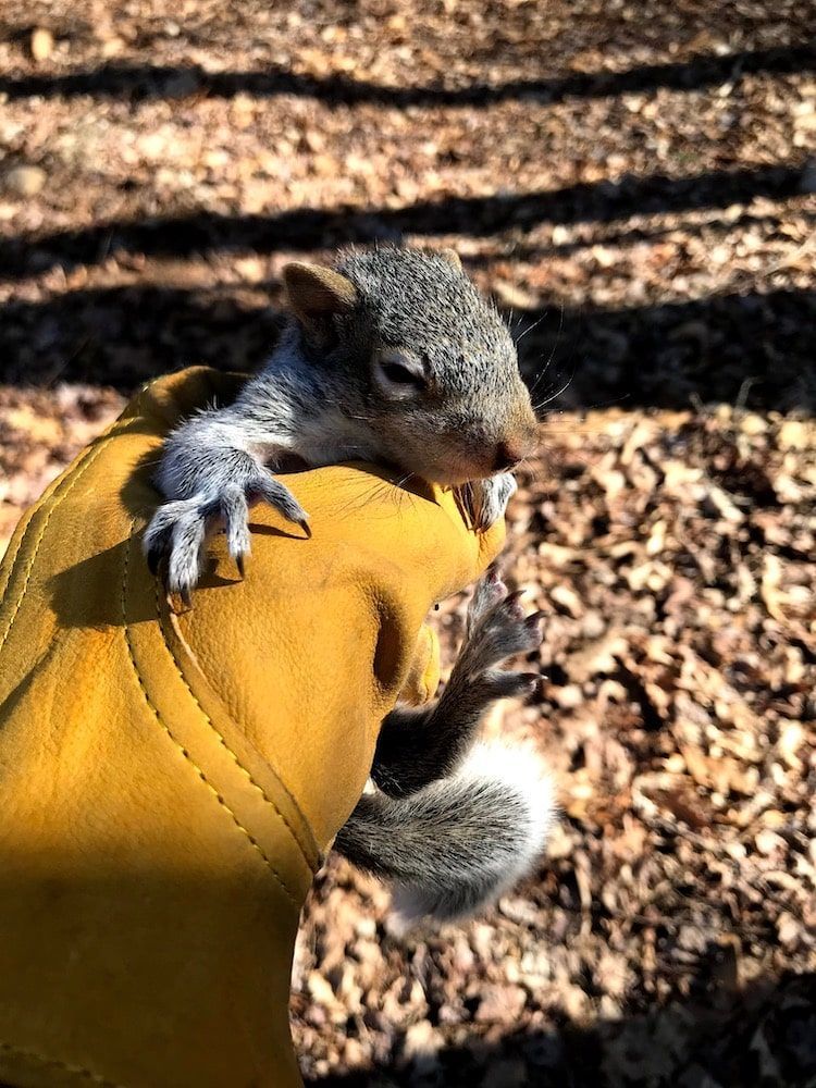 Squirrel being held in a yellow gloved hand. The setting is a forest floor with scattered leaves.