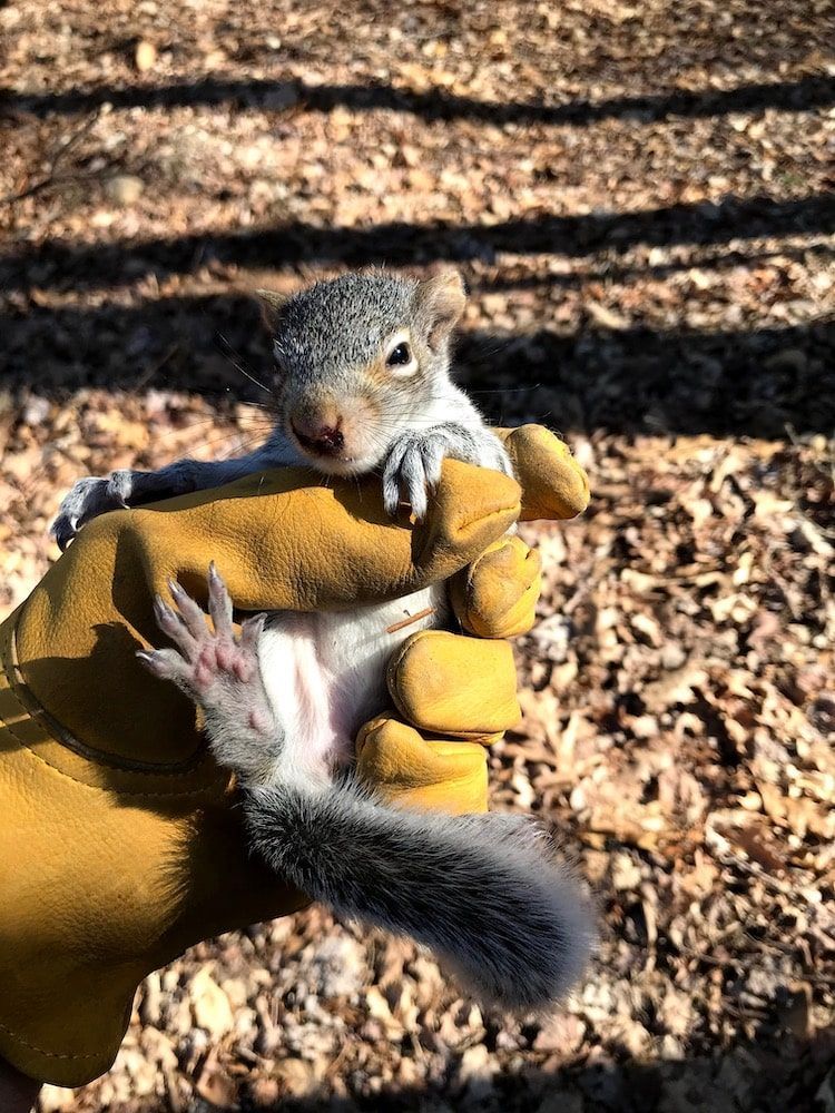 Baby gray squirrel held in gloved hand, looking at the camera.