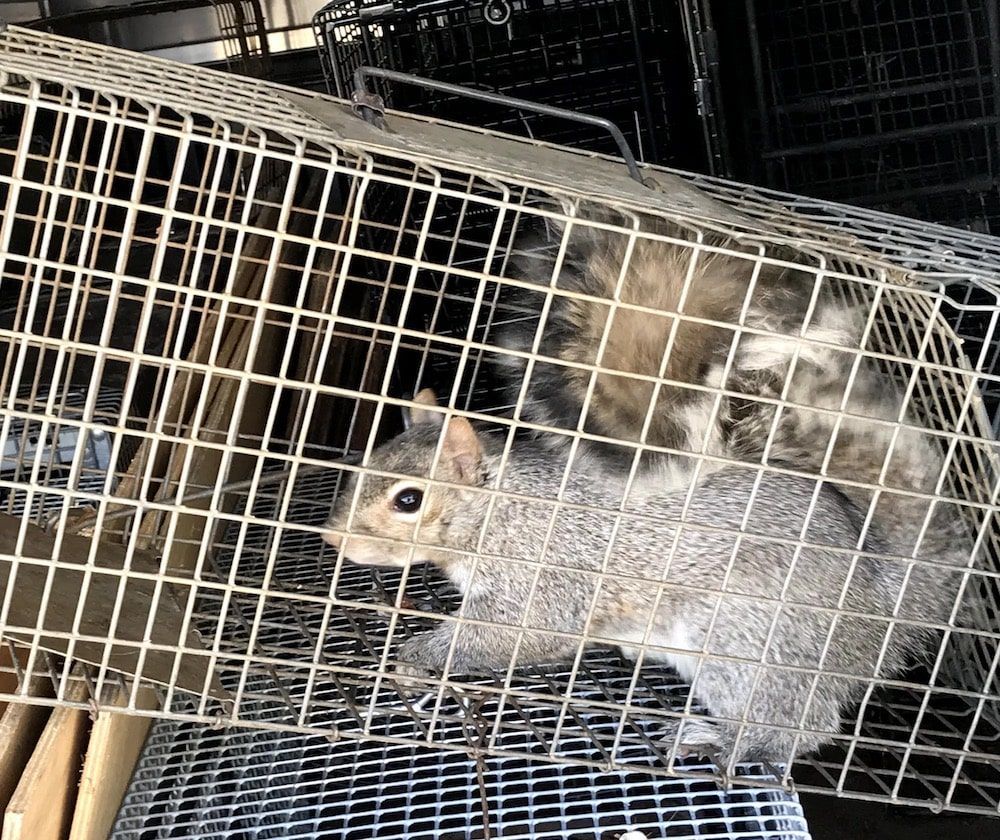 Gray squirrel in a wire cage trap, looking out.