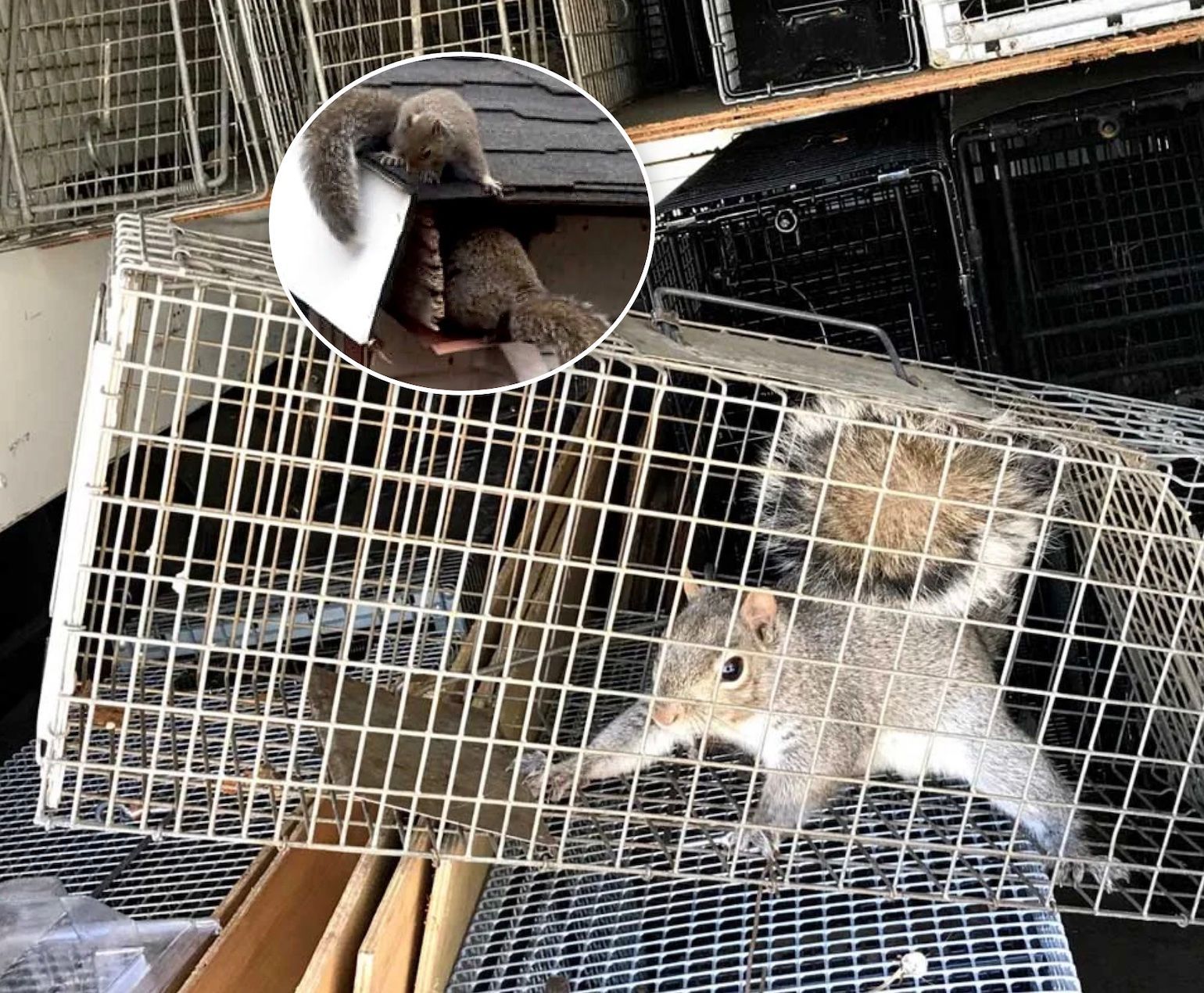 Squirrels trapped in cages, with one above a building's edge, looking down.