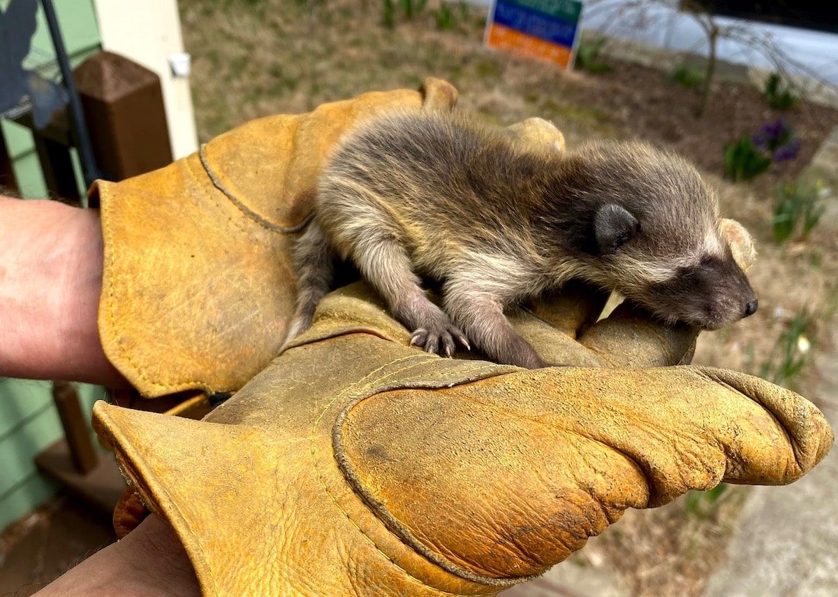 A person holding a baby raccoon wearing yellow work gloves outside on a sunny day.