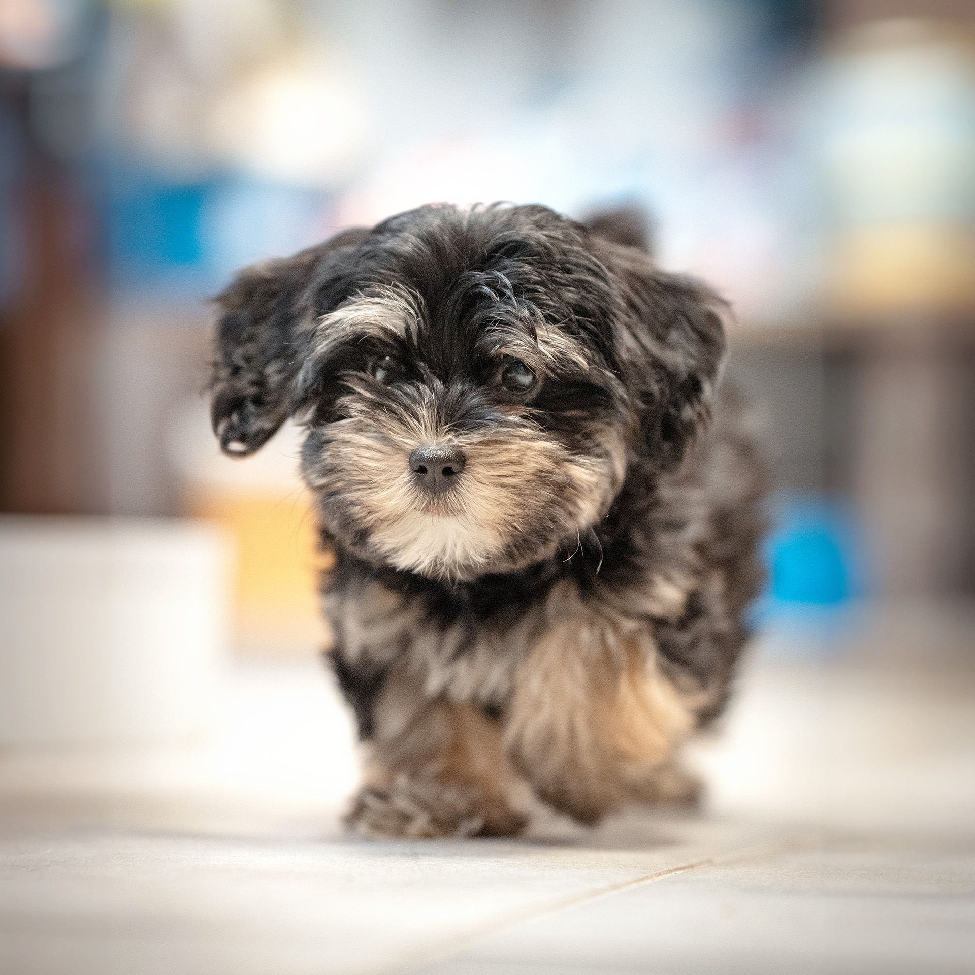 Myla, Seelentrösterin in Ausbildung