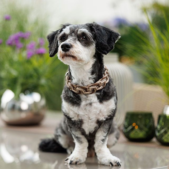 Chewie, Seelentröster bei Bestattungen