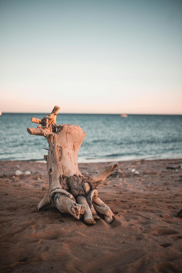 A piece of driftwood is sitting on the beach near the ocean.