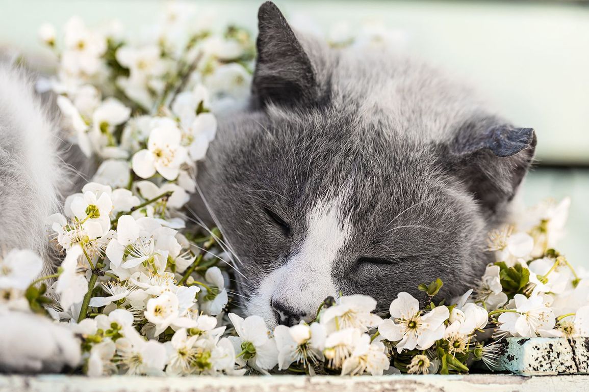 organizzazione funerale animale domestico - onoranze funebri a Parma