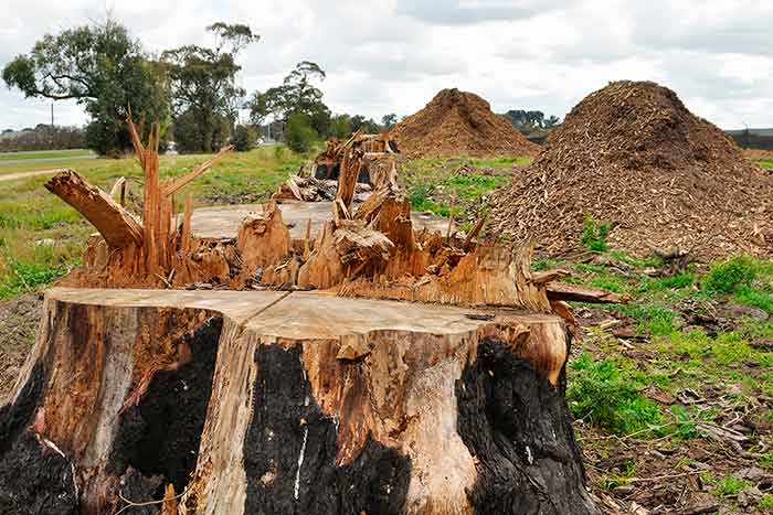 Stump Grinding Stump Grinding
