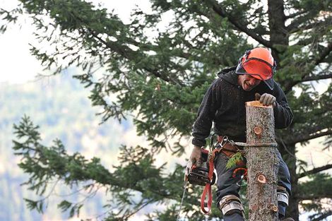 Tree Cutting Tree Cutting