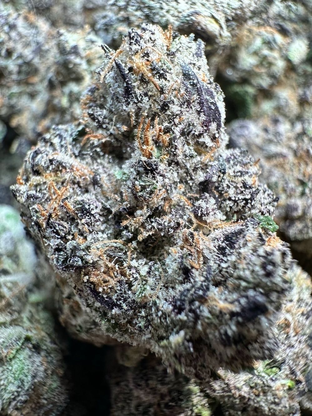 A close up of a piece of food on a tweezer on a black background.