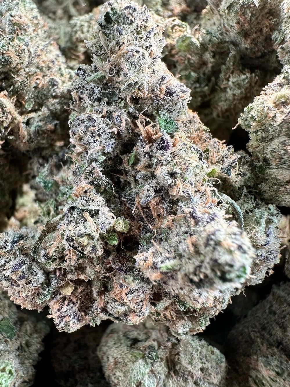 A close up of a piece of food on a pair of tweezers.