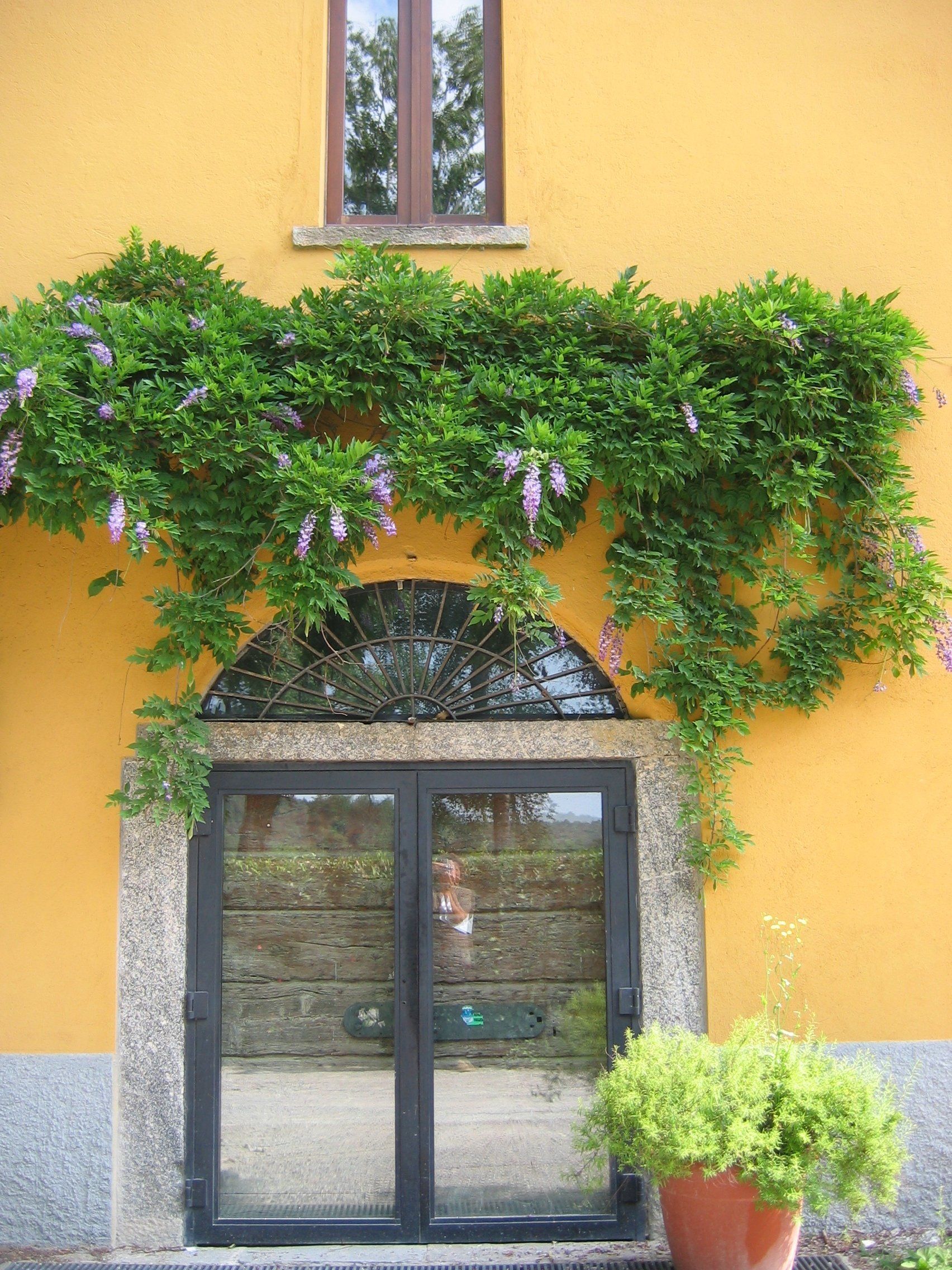 ingresso di una casa con sopra una pianta rampicante