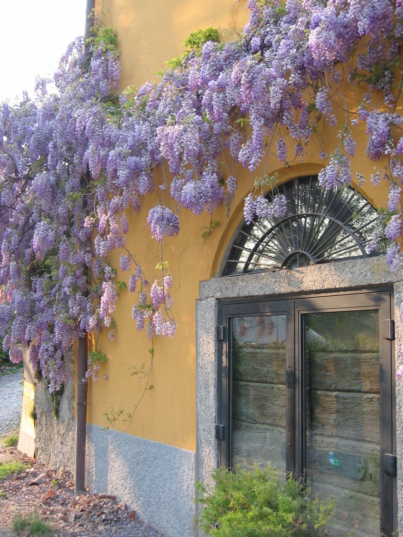 entry to a house decorated with a purple plant
