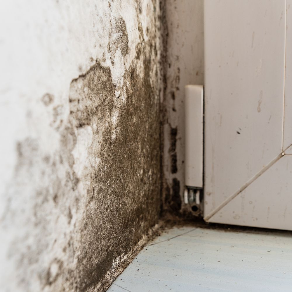 Mold on interior wall next to window frame. Dark stains, potential water damage.