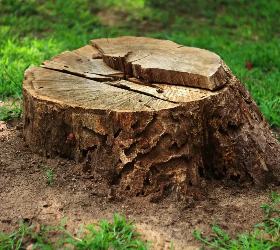 A tree stump is sitting on top of a lush green field.