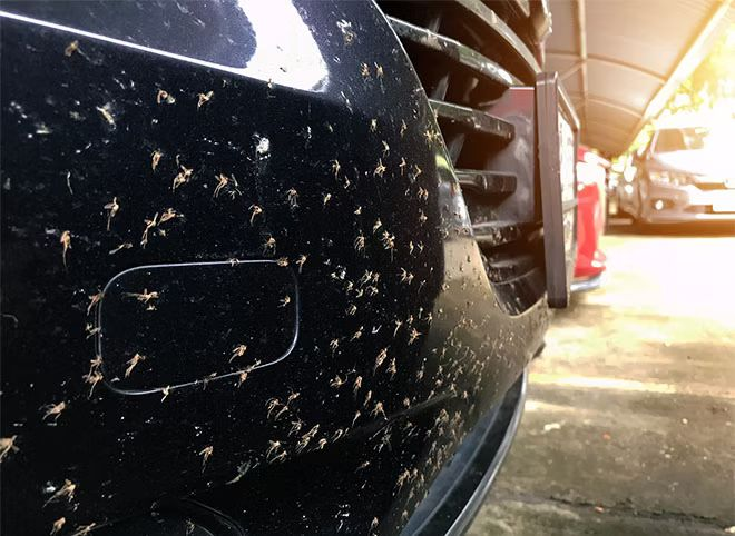 Close-up of bug splatter covering the front bumper and grille of a vehicle after highway driving.