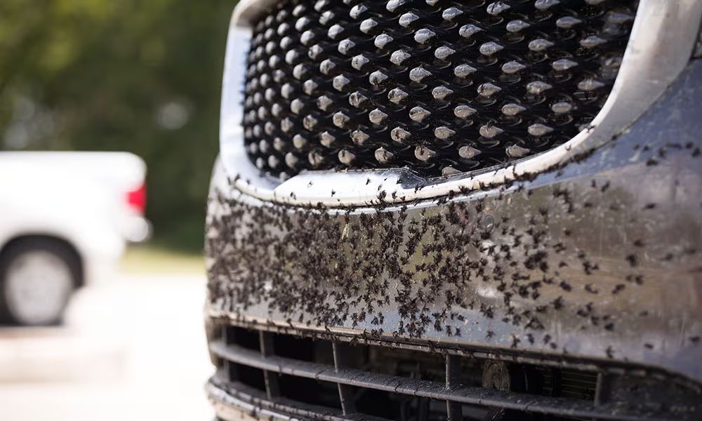 Close-up of bug splatter covering the front bumper and grille of a vehicle after highway driving.