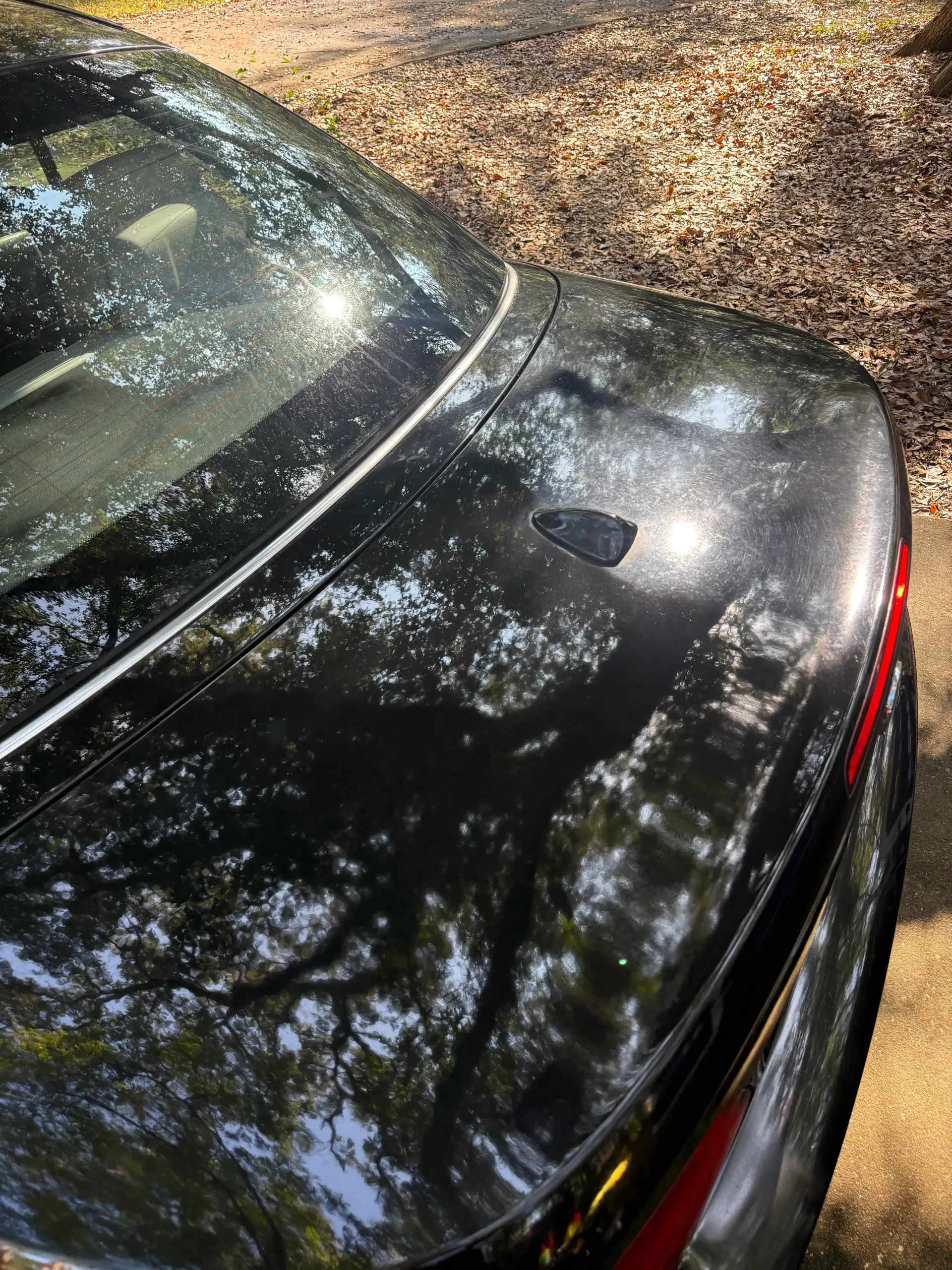 A high-angle view of a shiny black car trunk reflecting the surrounding trees and sunlight.