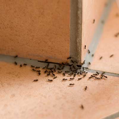 Ant Exterminator — Ants Gathering On The Floor in Truckee, CA