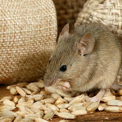 Rats — Rat Eating Grains in Truckee, CA Rats — Rat Eating Grains in Truckee, CA