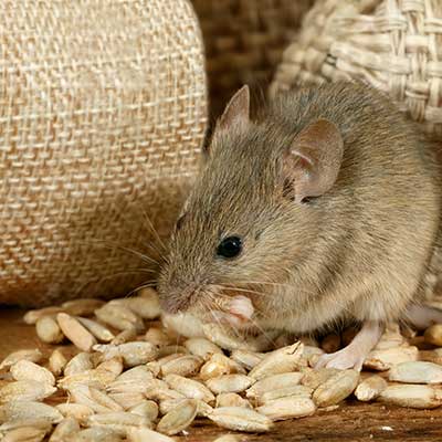 Rats — Rat Eating Grains in Truckee, CA
