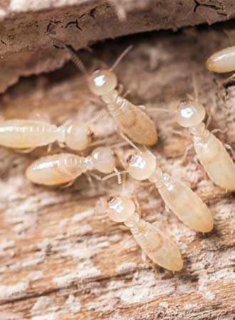 Pest Control — Termites Eating Wood in Truckee, CA