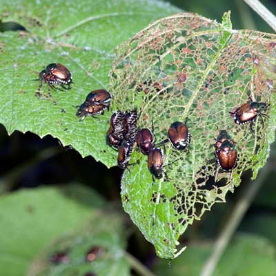 Beetles — Beetles Eating Leaves in Truckee, CA Beetles — Beetles Eating Leaves in Truckee, CA