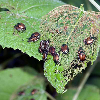 Beetles — Beetles Eating Leaves in Truckee, CA
