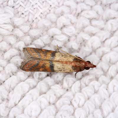 Bed Bugs — Cloth Moth On Carpet in Truckee, CA Bed Bugs — Cloth Moth On Carpet in Truckee, CA
