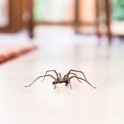 Spider — House Spider On The Floor in Truckee, CA