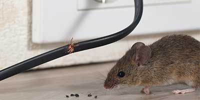 Mice — Mouse Chewing Electric Wire in Truckee, CA
