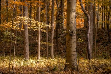A man and a woman are sitting on a couch looking at a laptop computer.