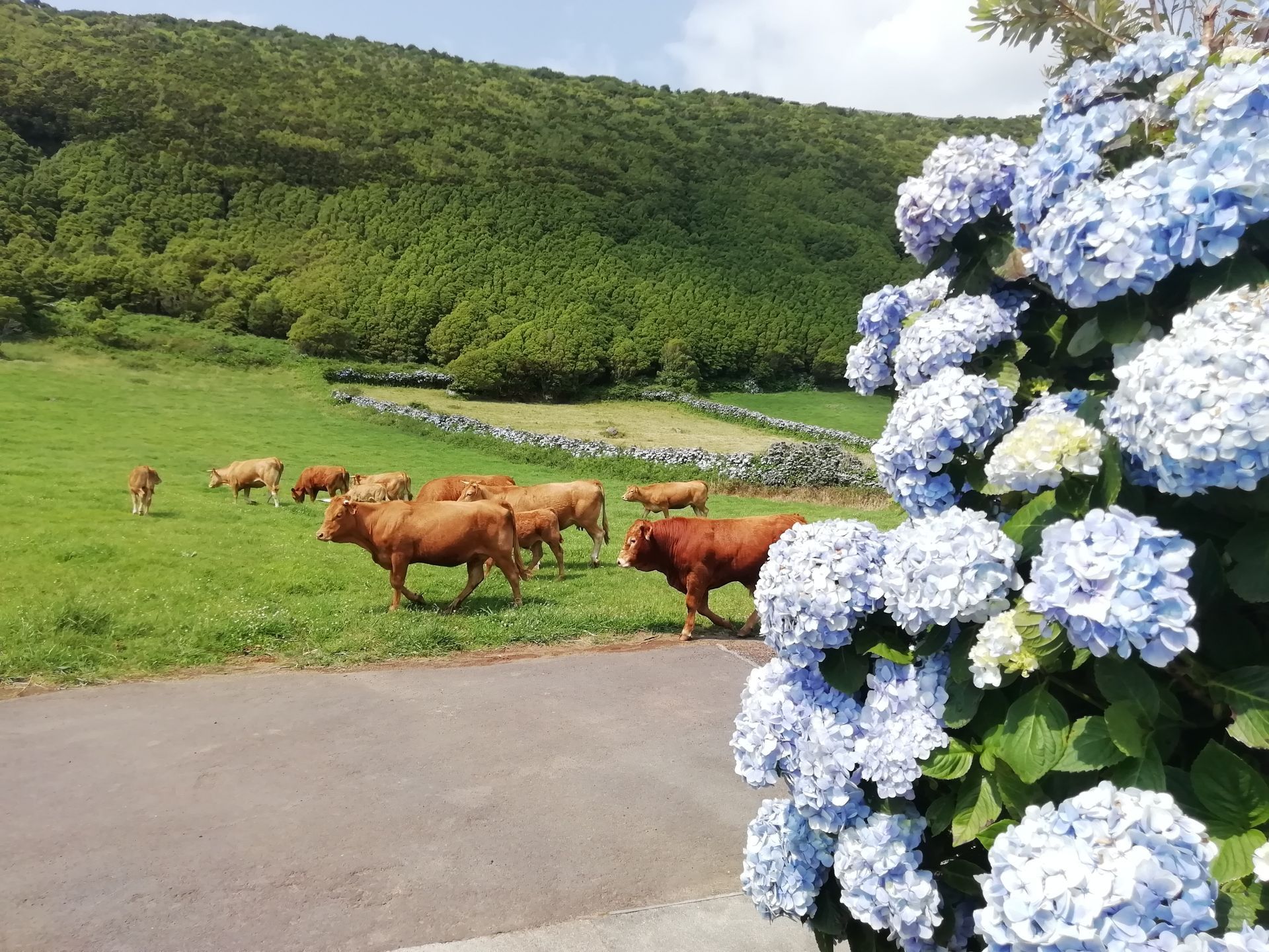 Imersão na natureza nas nossas Excursões, Tours e Visitas Guiadas de dia inteiro na ilha do Faial Açores.